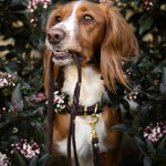 "Butter" City Dog Leash - Classic Brown - Puppylicious Boutique Dog Bandanas