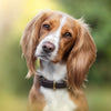"Butter" Dog Collar - Classic Brown - Puppylicious Boutique Dog Bandanas