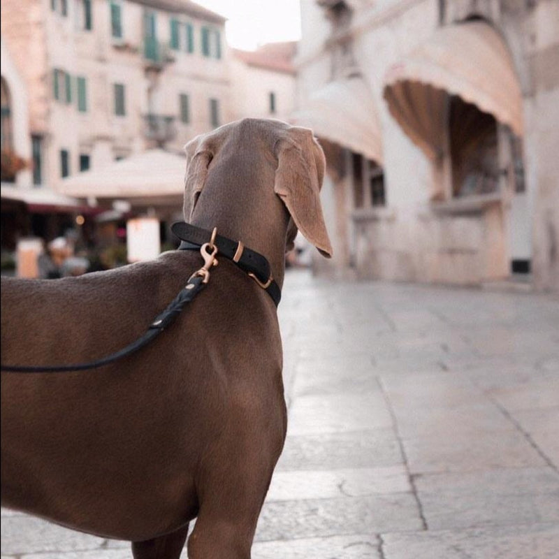 "Butter" Dog Collar - Classic Brown
