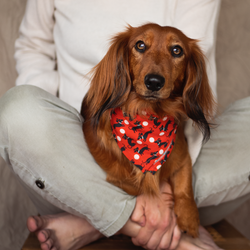 Dachshund bandana sales