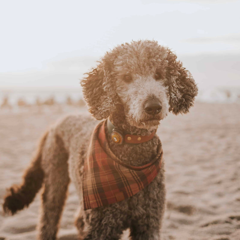 Glenfinnan Bandana